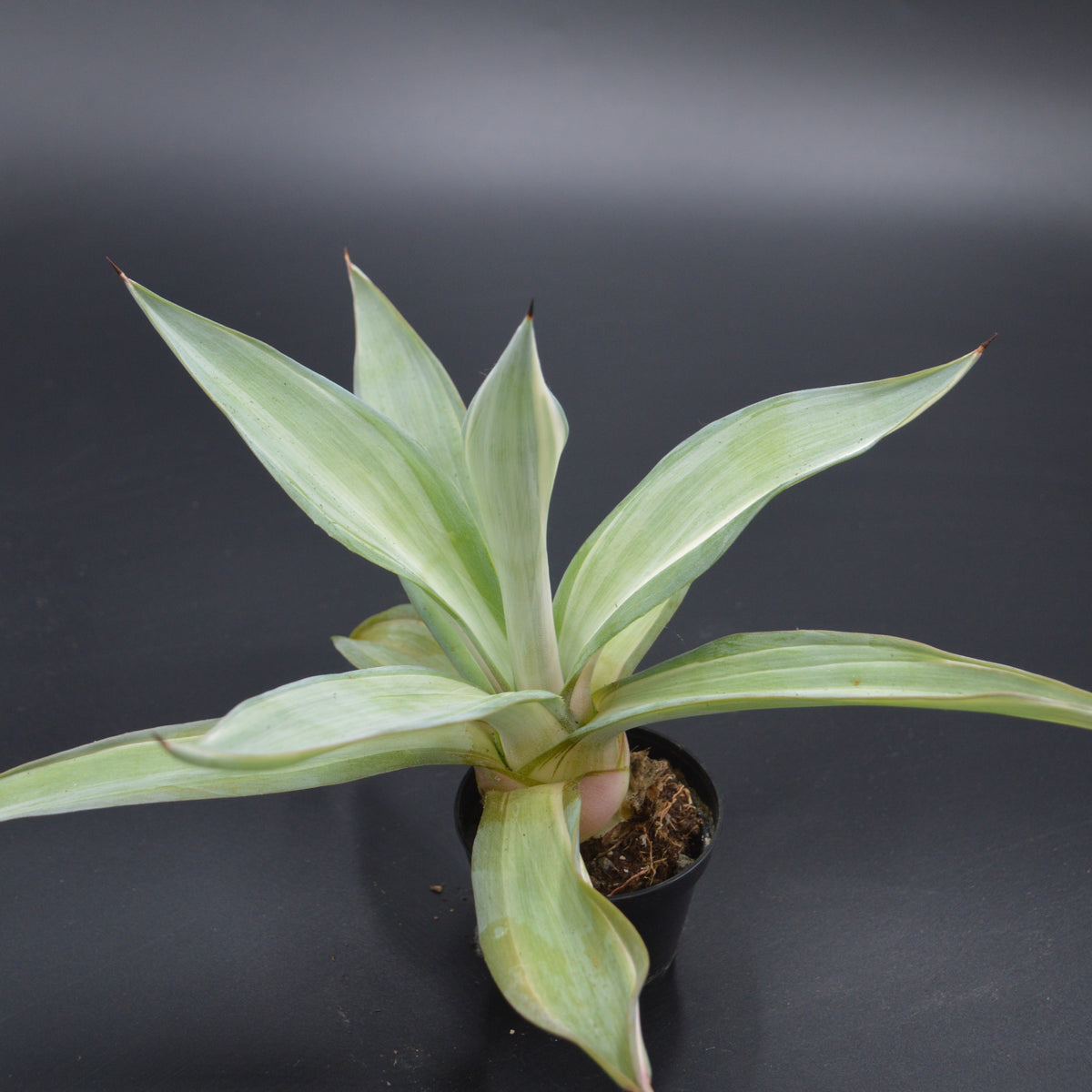 Agave desmettiana Quicksilver