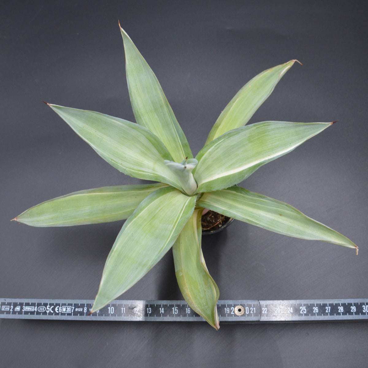 Agave desmettiana Quicksilver