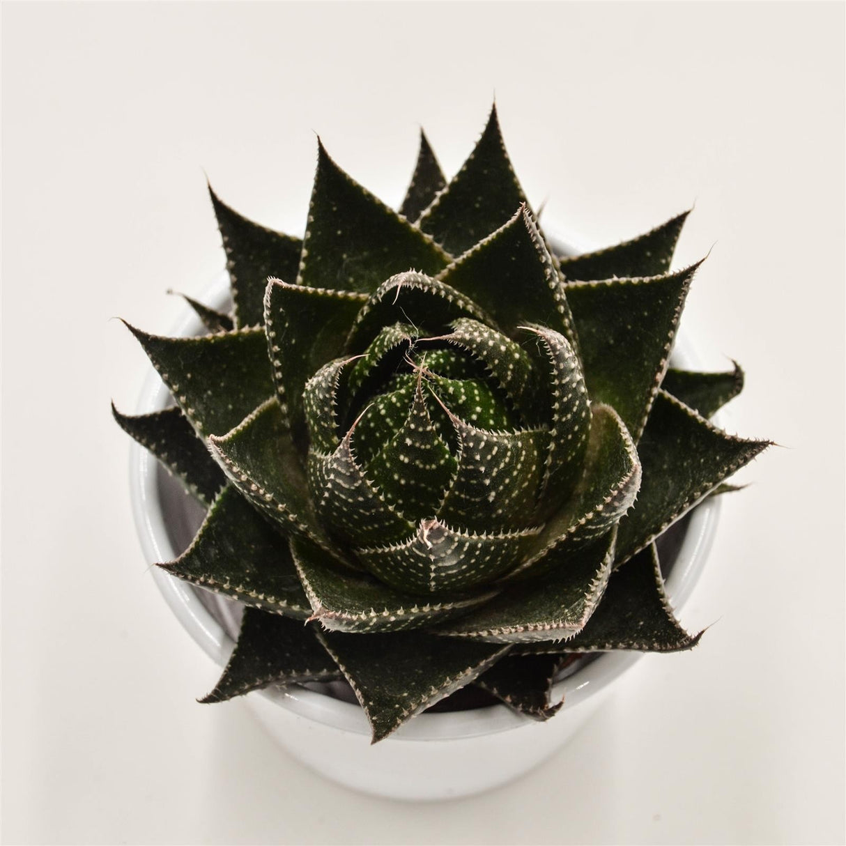 Aloe Cosmo - 8,5cm