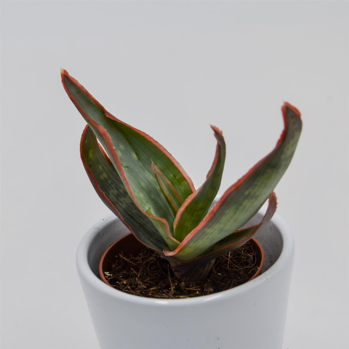 Aloe striata - 5,5cm
