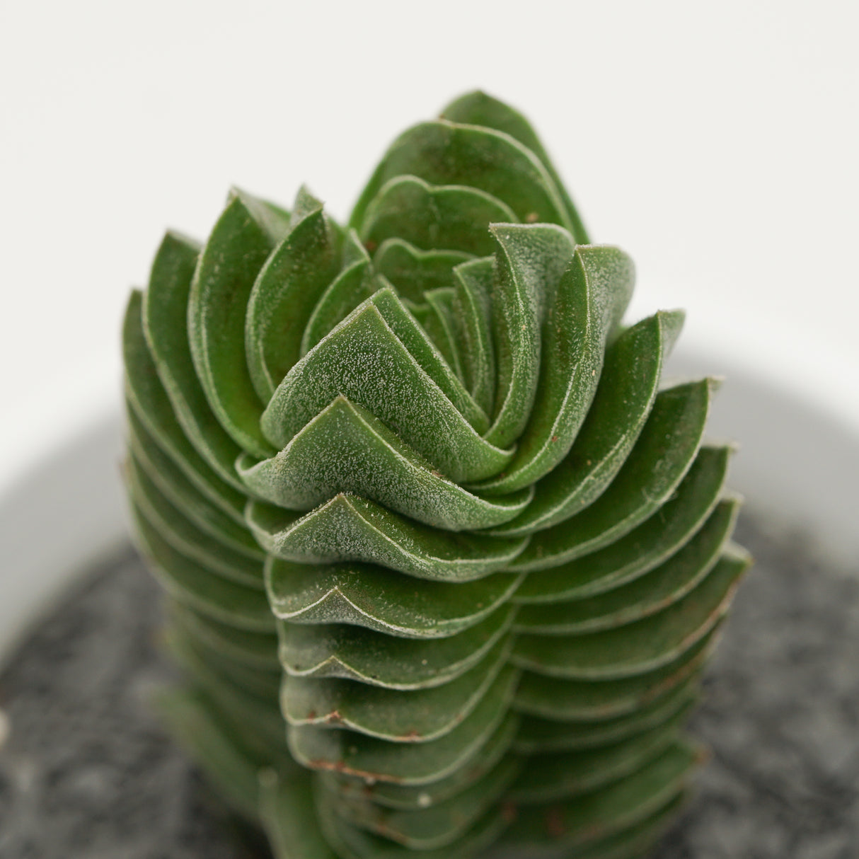 Crassula Buddha´s Temple - 6cm
