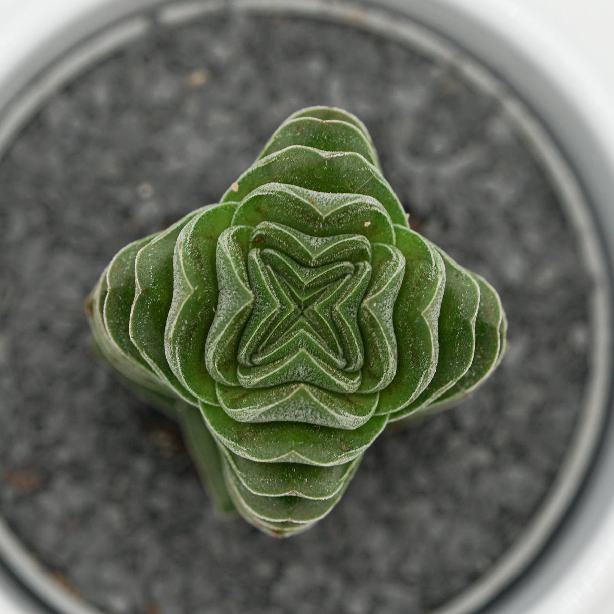 Crassula Buddha´s Temple - 6cm