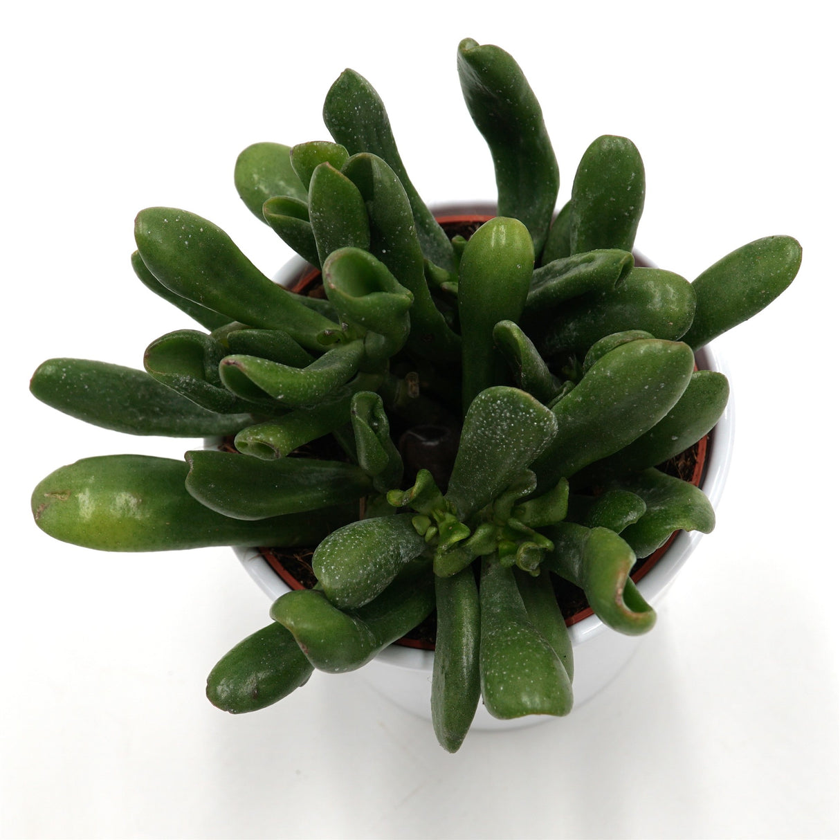 Crassula ovata Horn Tree - 12cm