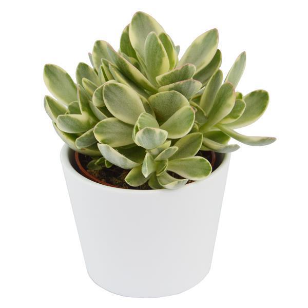 Ciao Crassula, 5 Stück