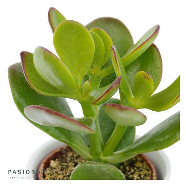 Ciao Crassula, 3 Stück
