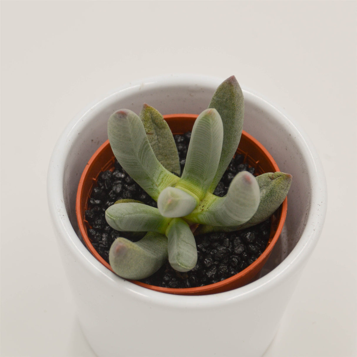 Cylindrophyllum compothi - 5,5cm