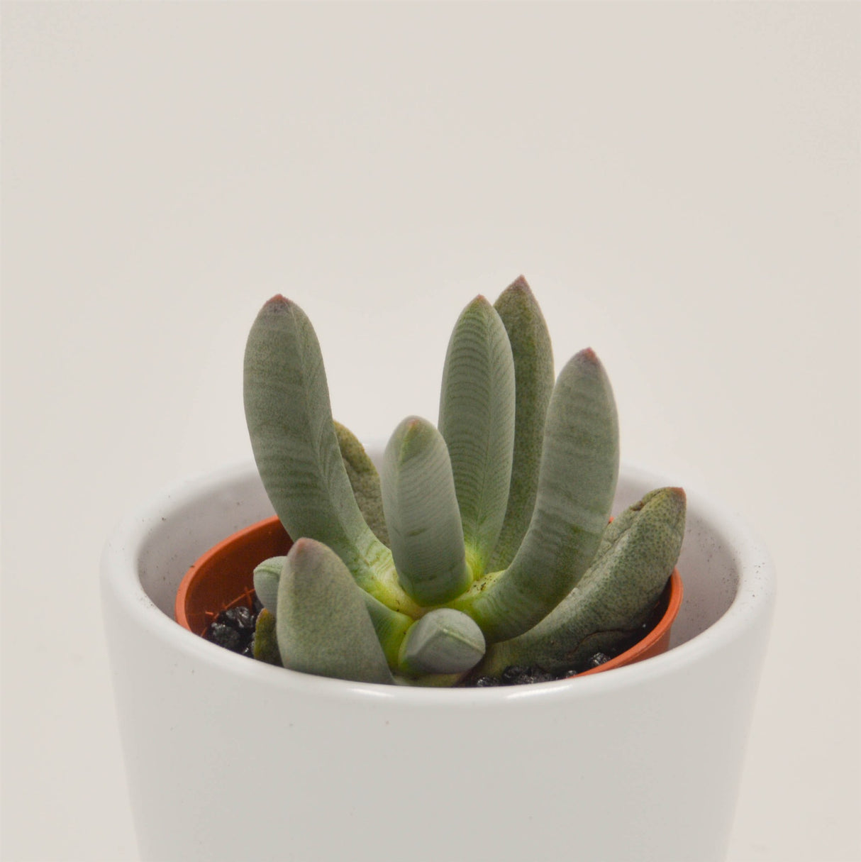 Cylindrophyllum compothi - 5,5cm
