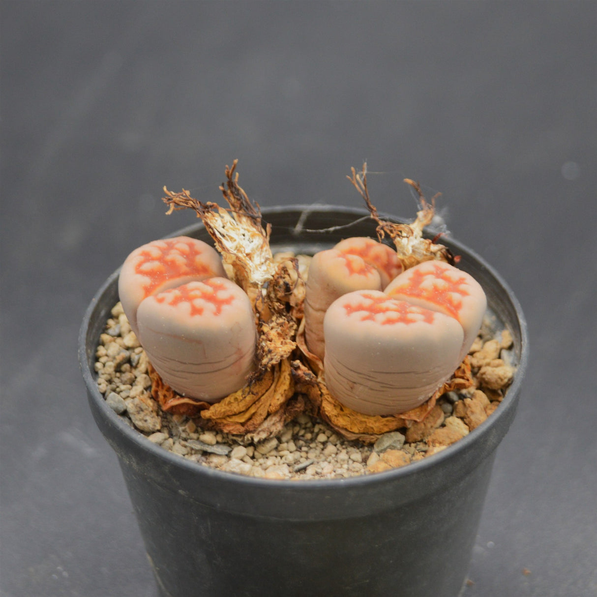Lithops 1