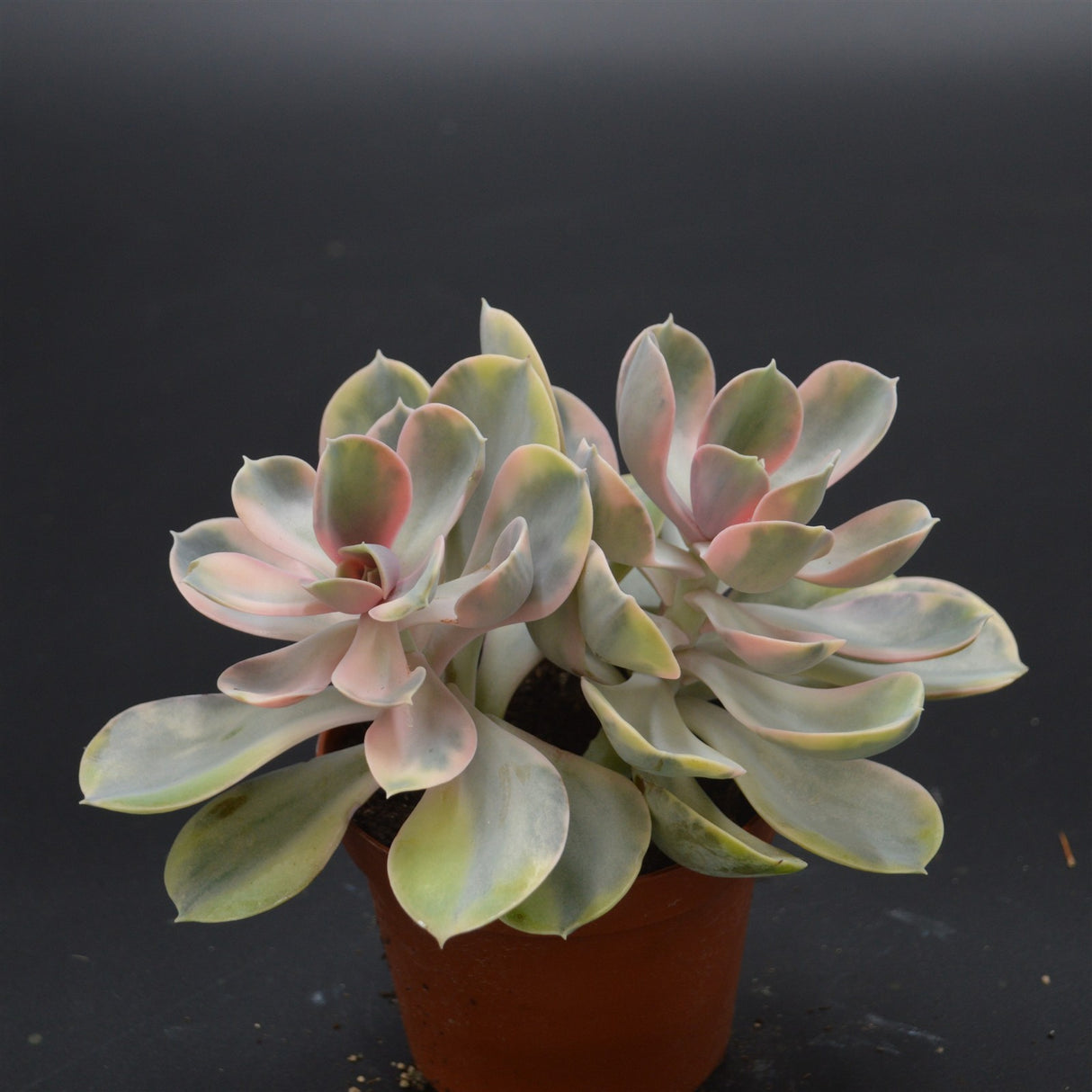 Echeveria Rainbow Doppelkopf