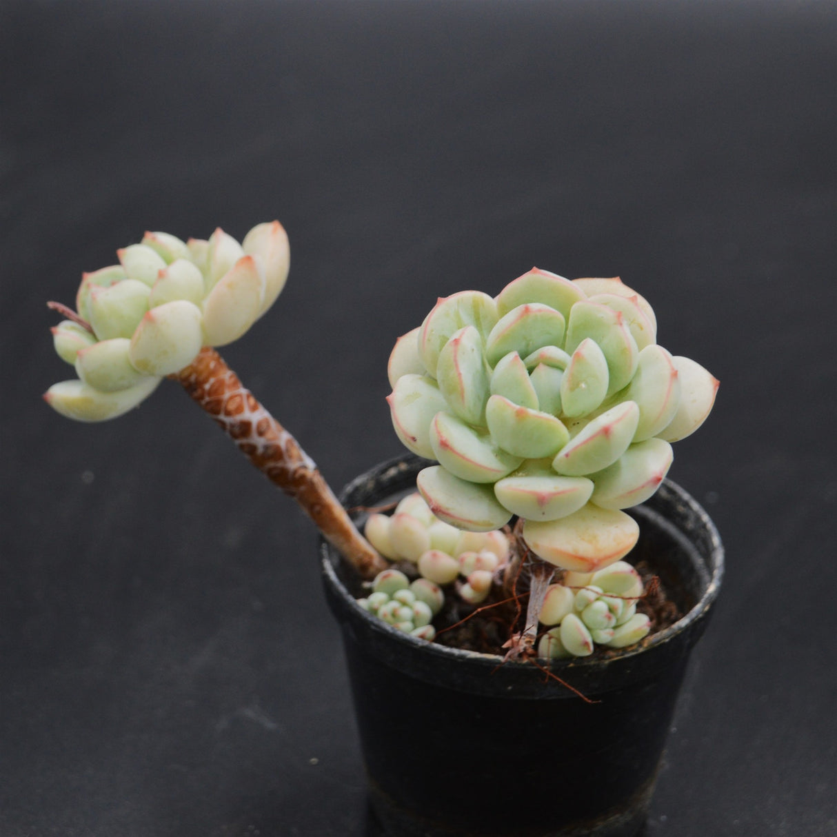 Echeveria derenbergii Hybrid