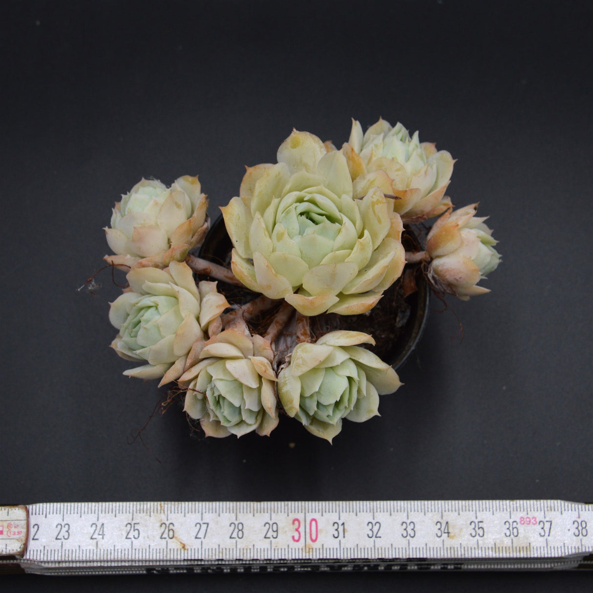 Echeveria Cluster