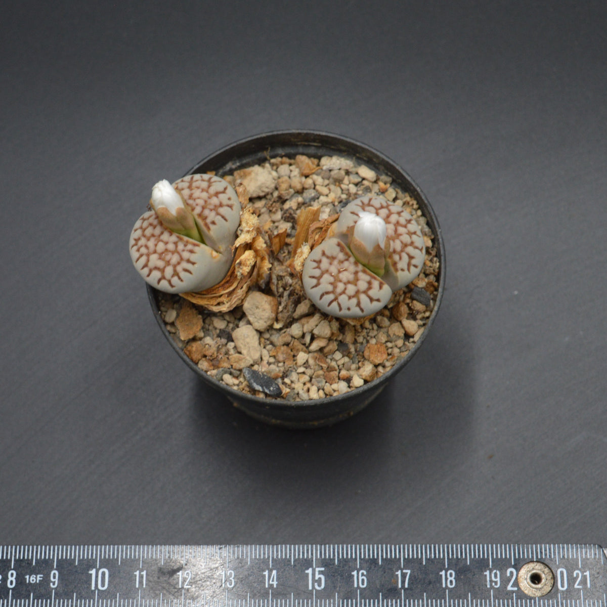 Lithops fulii