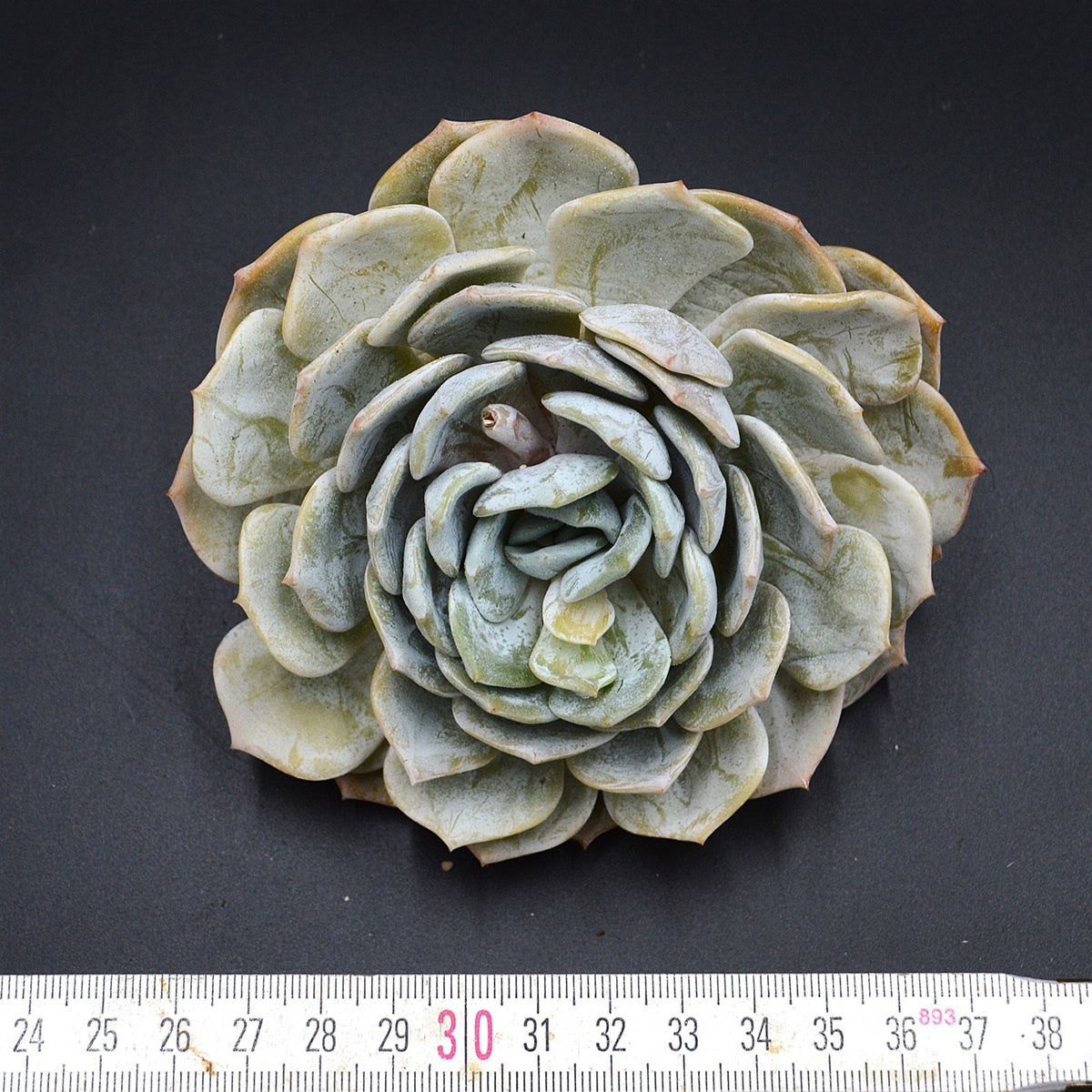 Echeveria laui Hybrid Steckling