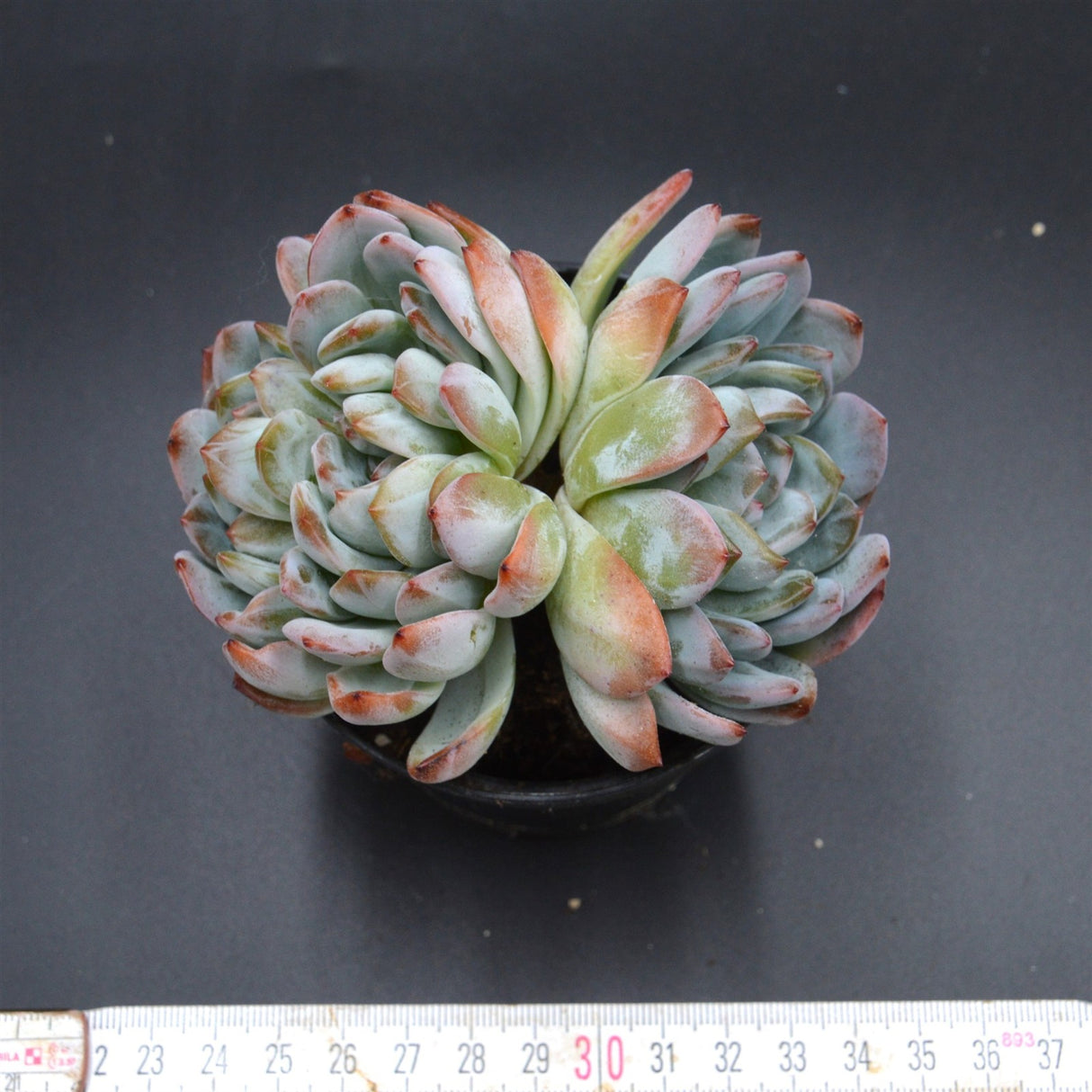 Echeveria Ariel Double Head