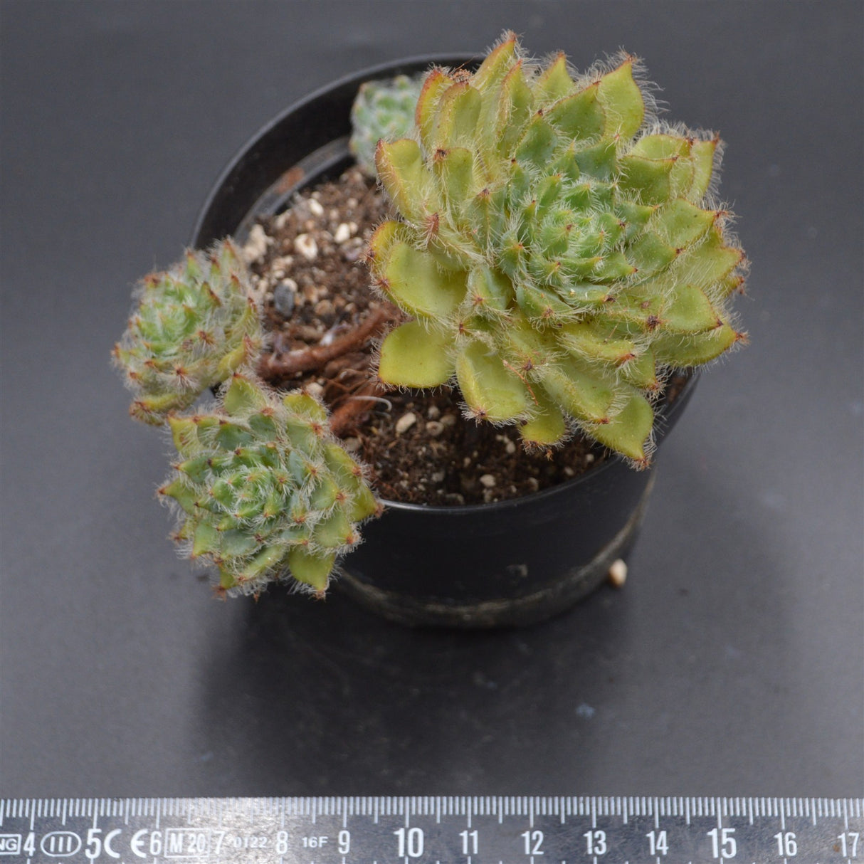 Echeveria Eva