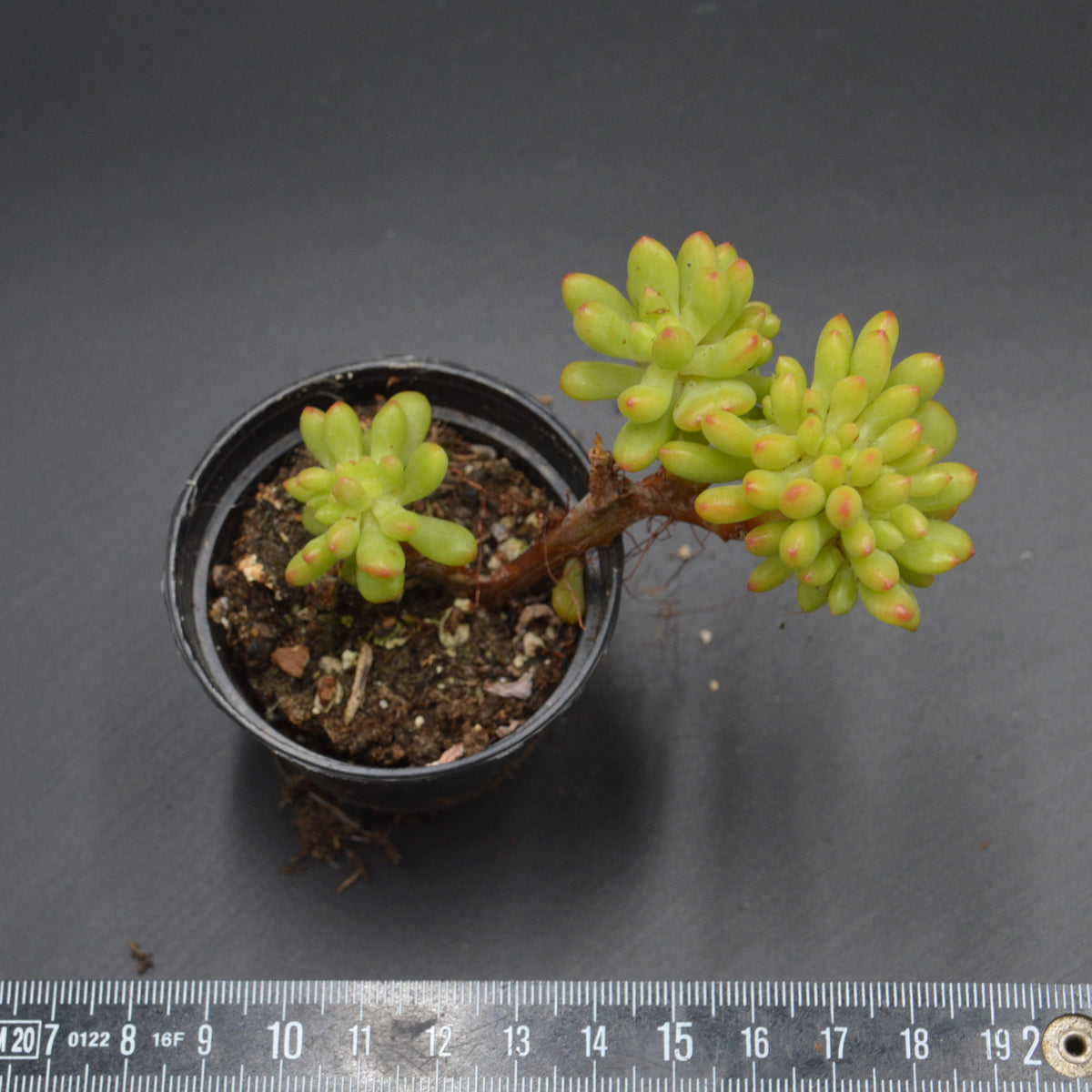 Sedum Alice Evans f. cristata
