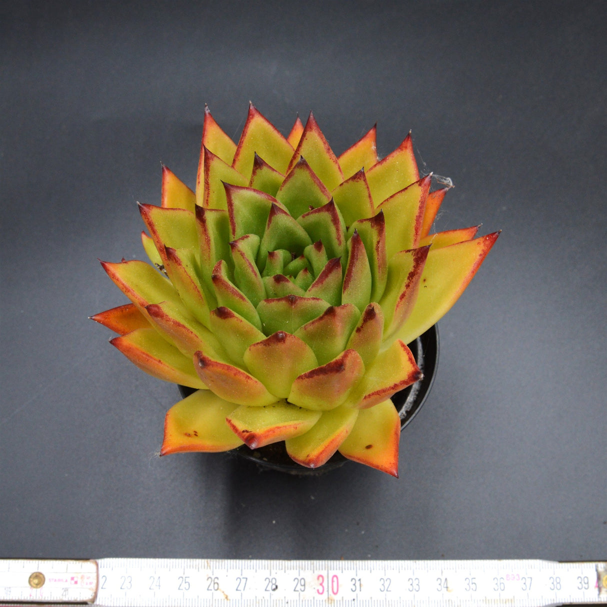 Echeveria Lipstick