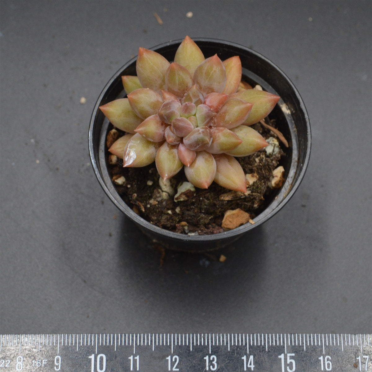 Pachyveria Dragonfly