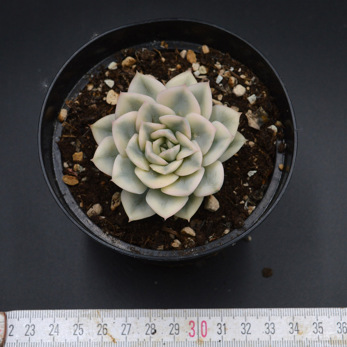 Echeveria Moon Fairy f. variegata