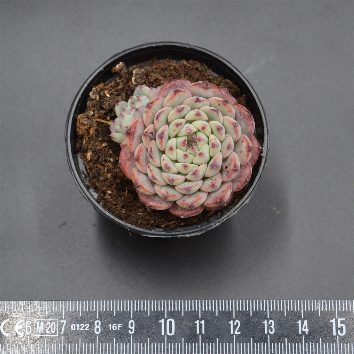 Echeveria Sarahime Botan