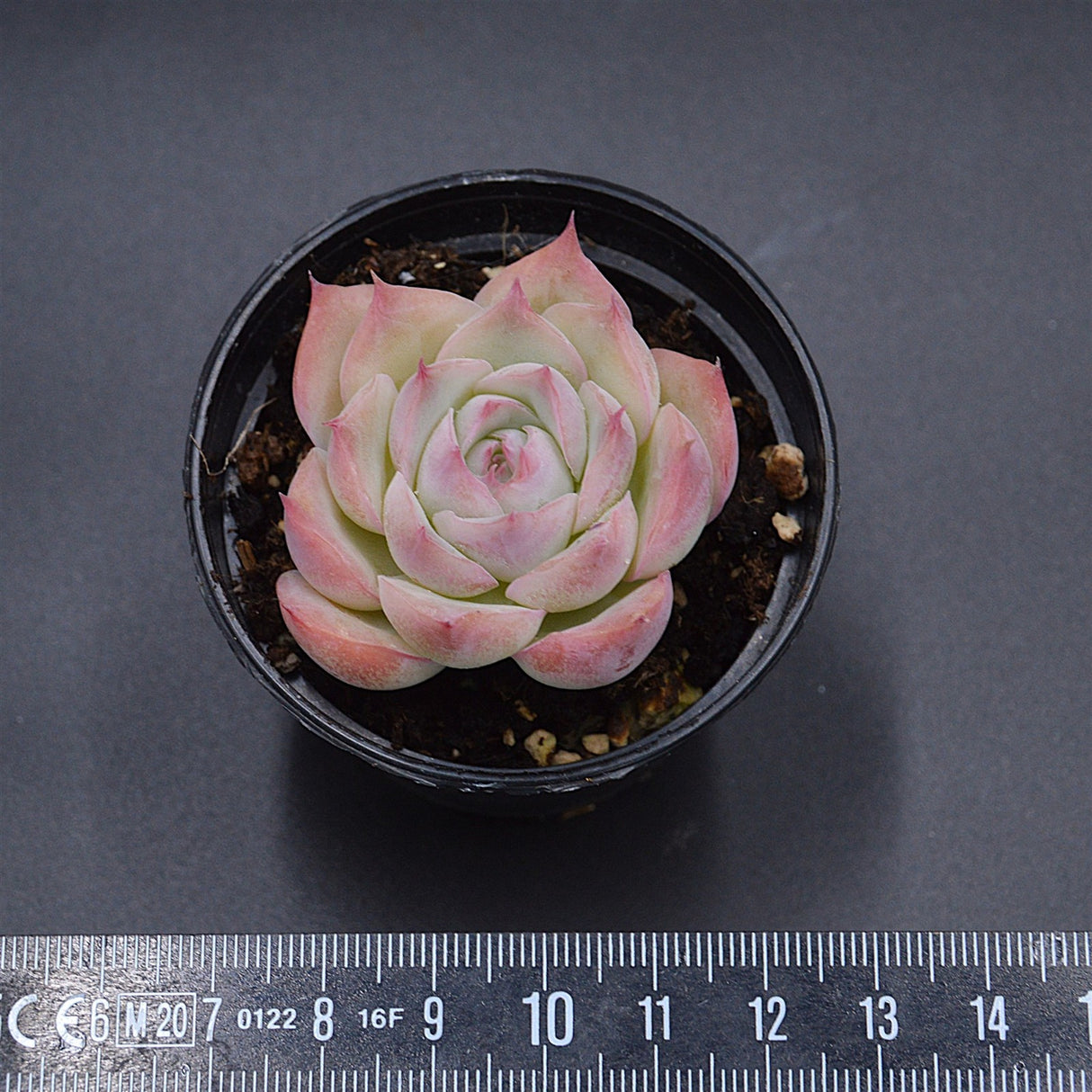 Echeveria Wraith