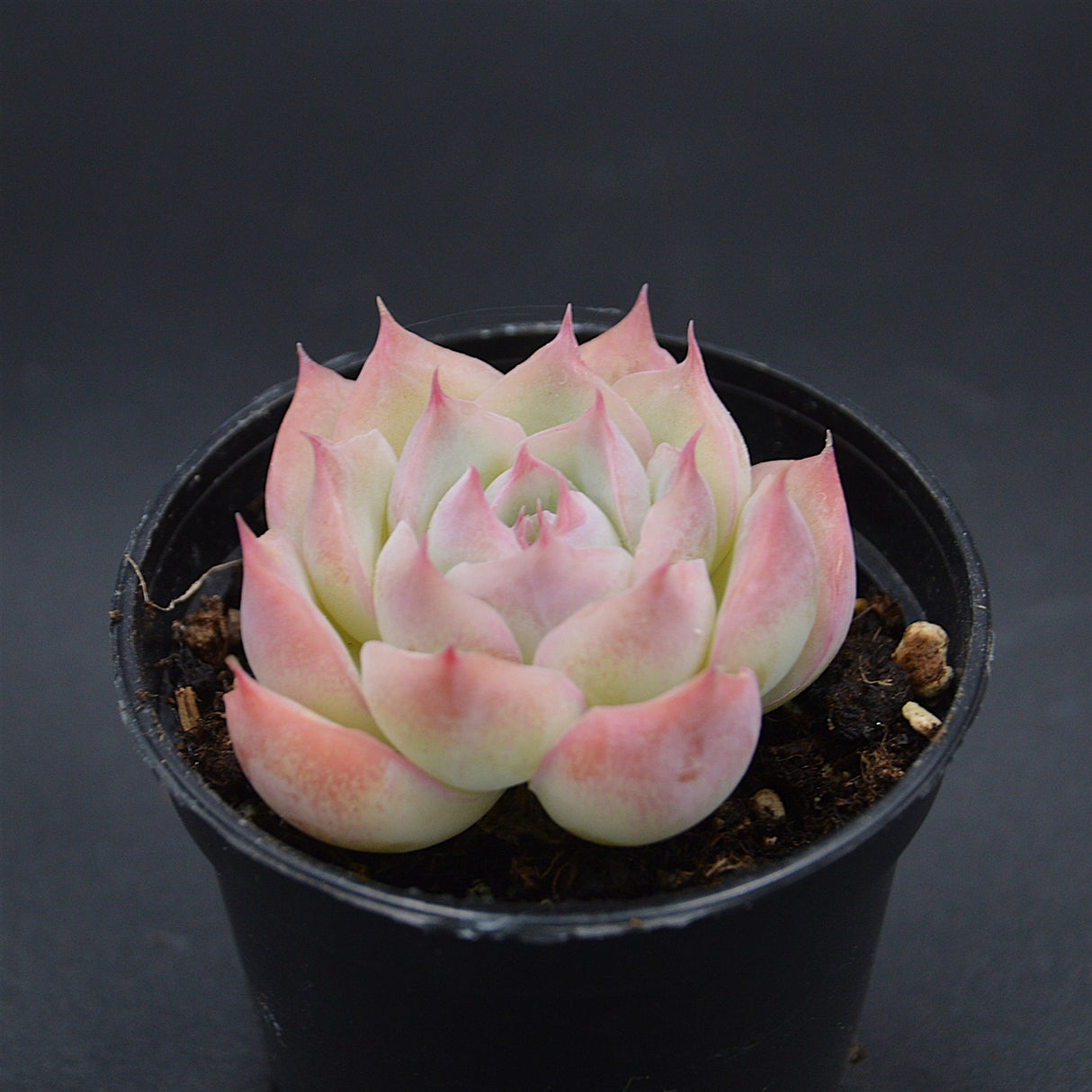Echeveria Wraith