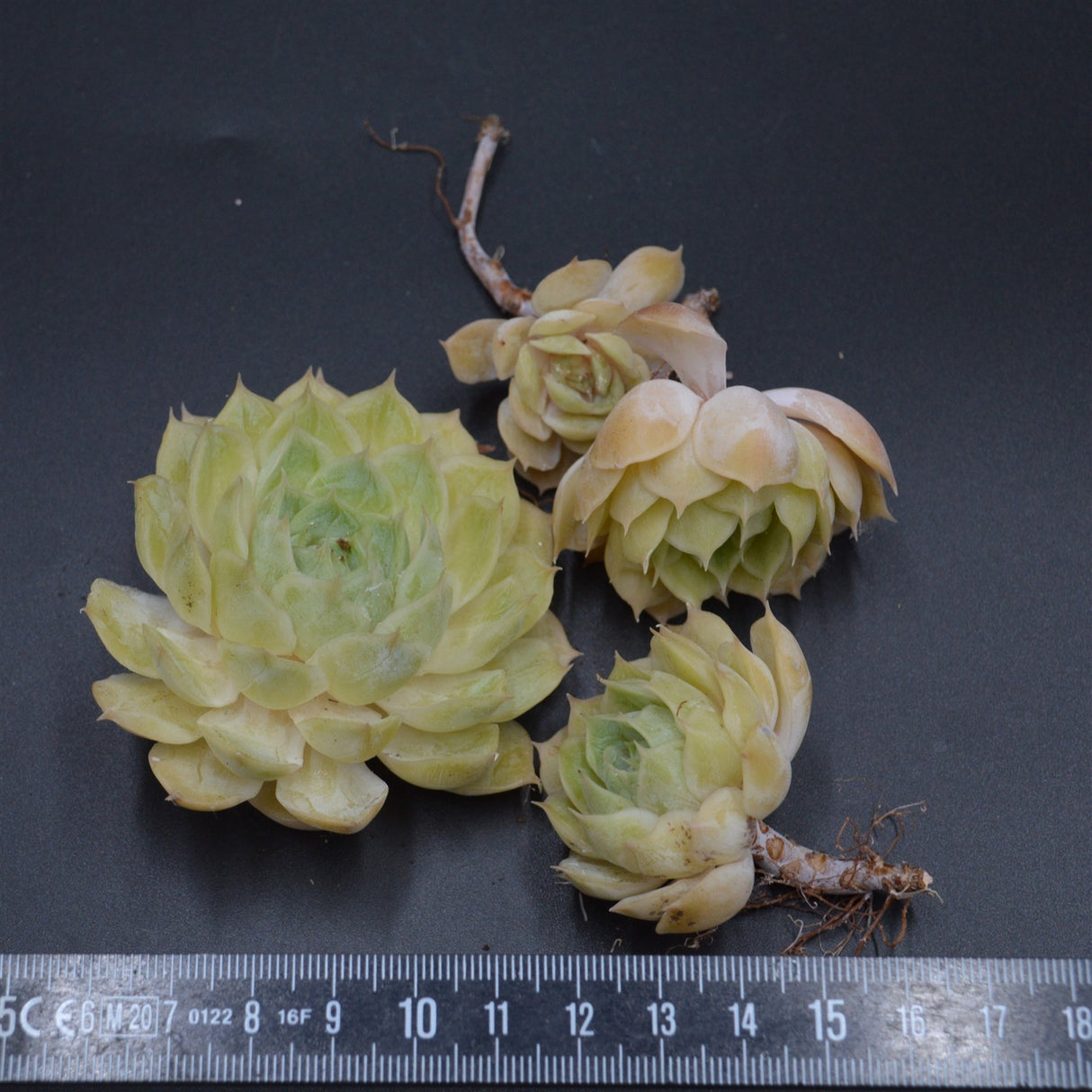 Echeveria Green Apple, Stecklinge