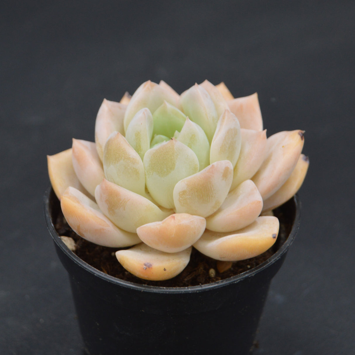 Echeveria Strawberry Milkshake
