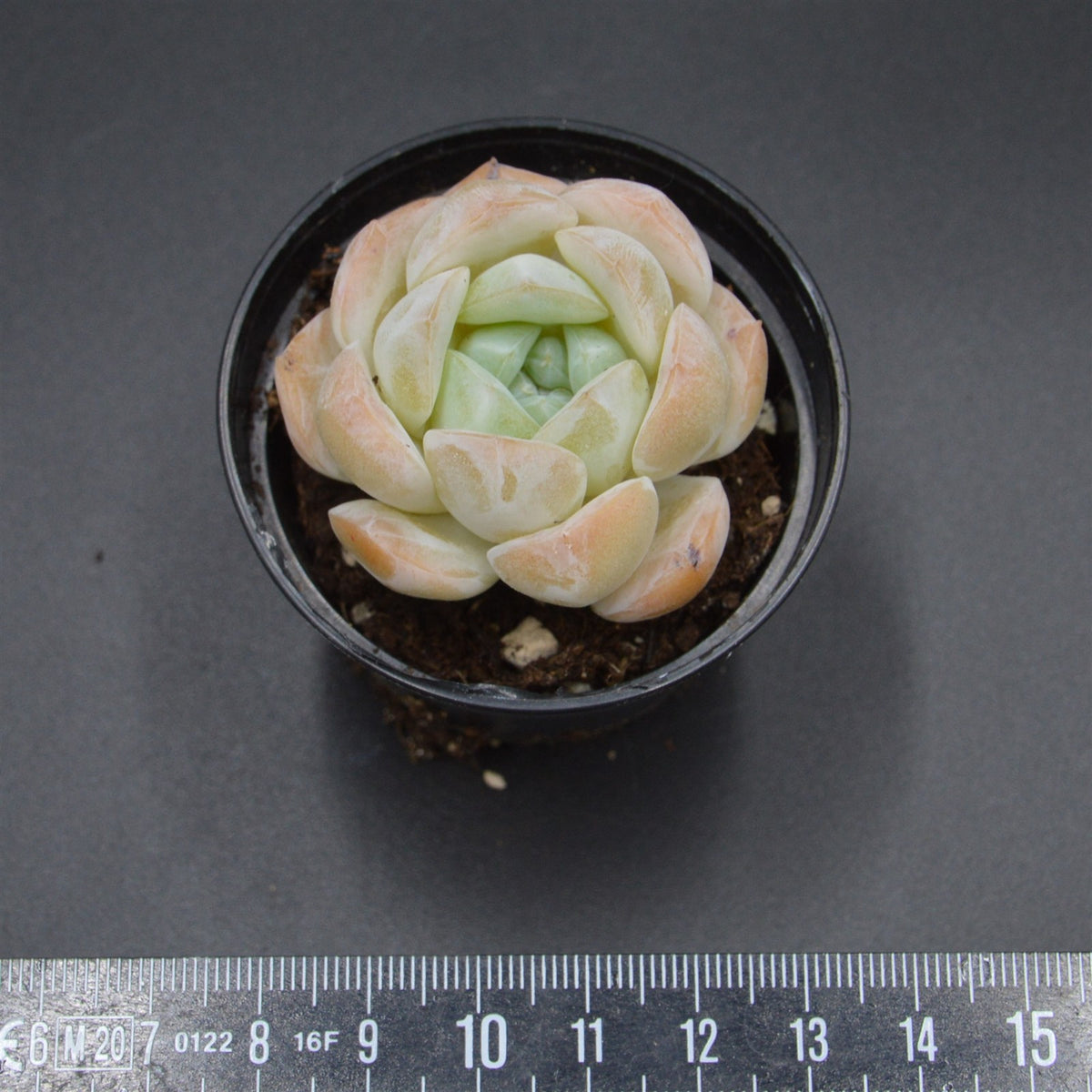 Echeveria Dream Halo