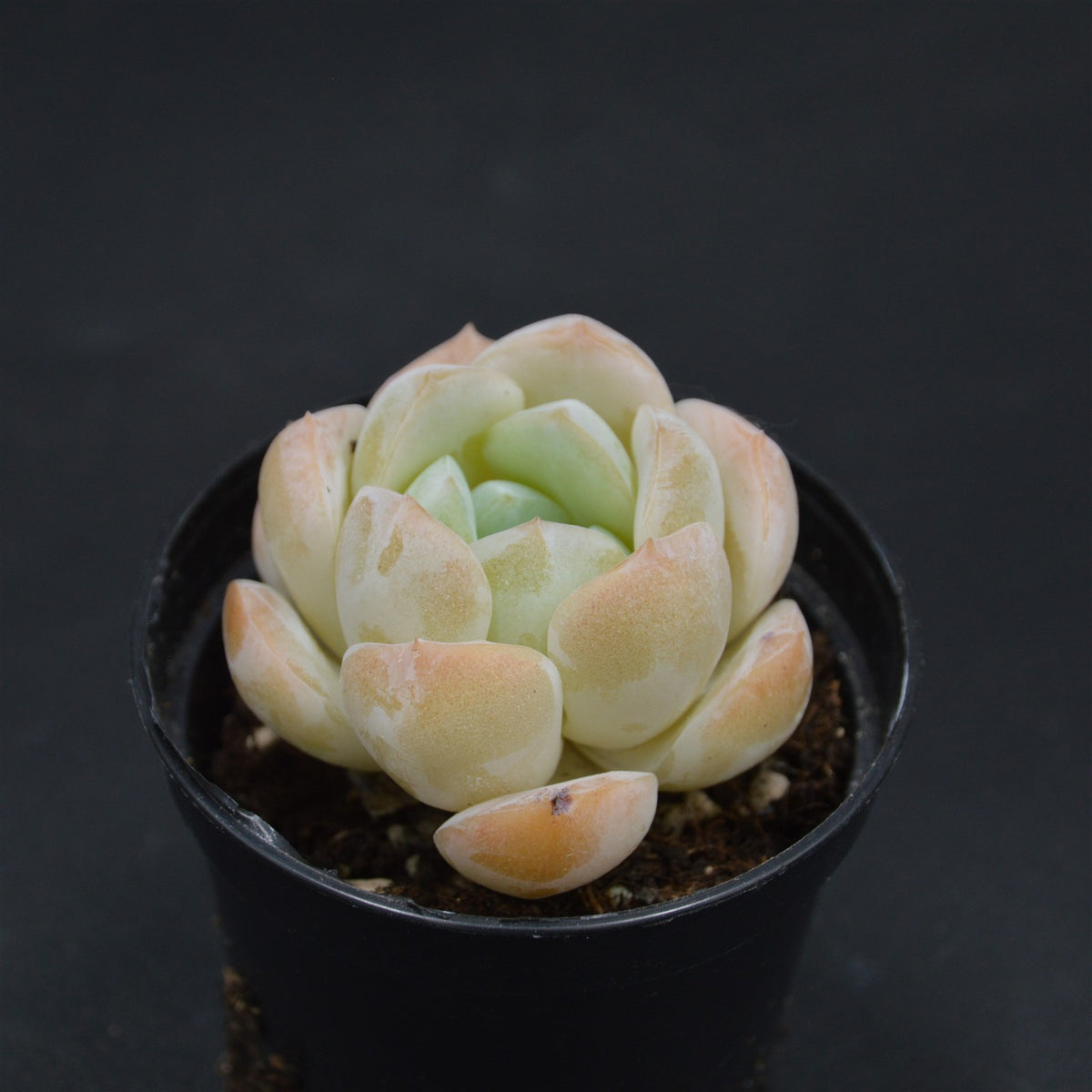 Echeveria Dream Halo