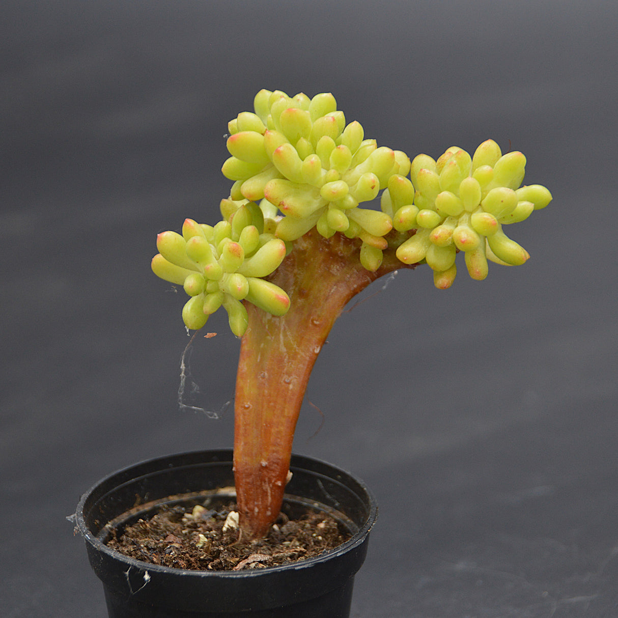 Sedum Alice Evans f. cristata