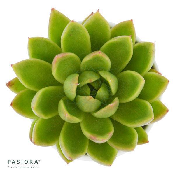 Enchanté Echeveria, 5 Stück