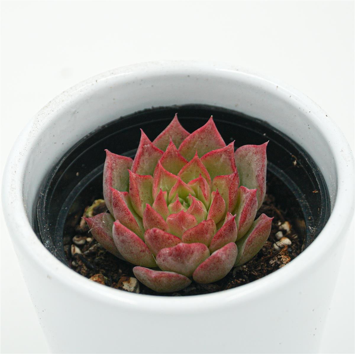 Echeveria Conch - 6cm