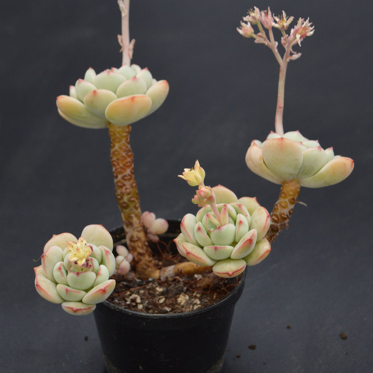 Echeveria derenbergii Hybrid