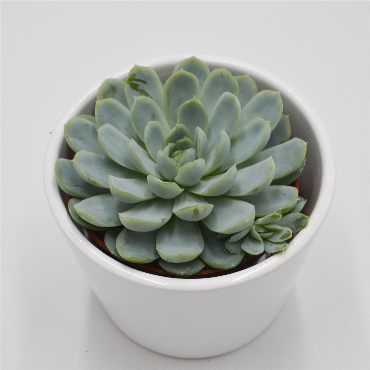 Echeveria elegans - 8,5cm