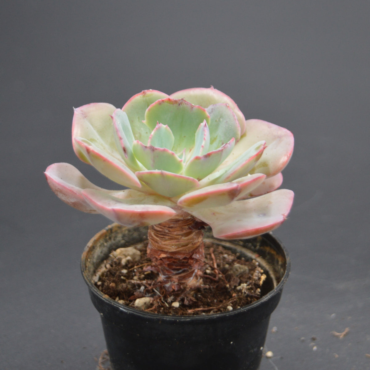 Echeveria Green Pacific