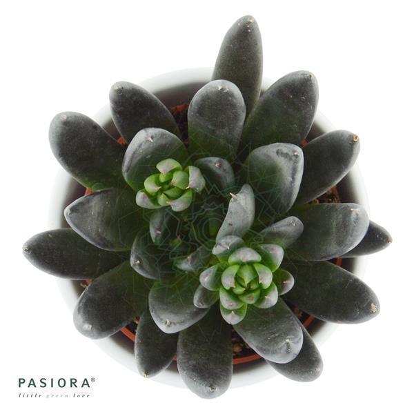 Enchanté Echeveria, 5 Stück