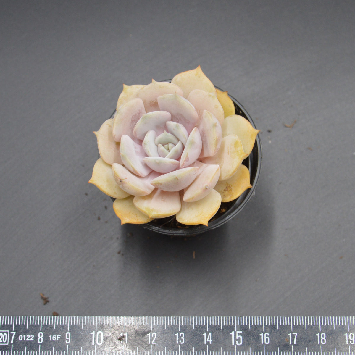 Echeveria Lucila