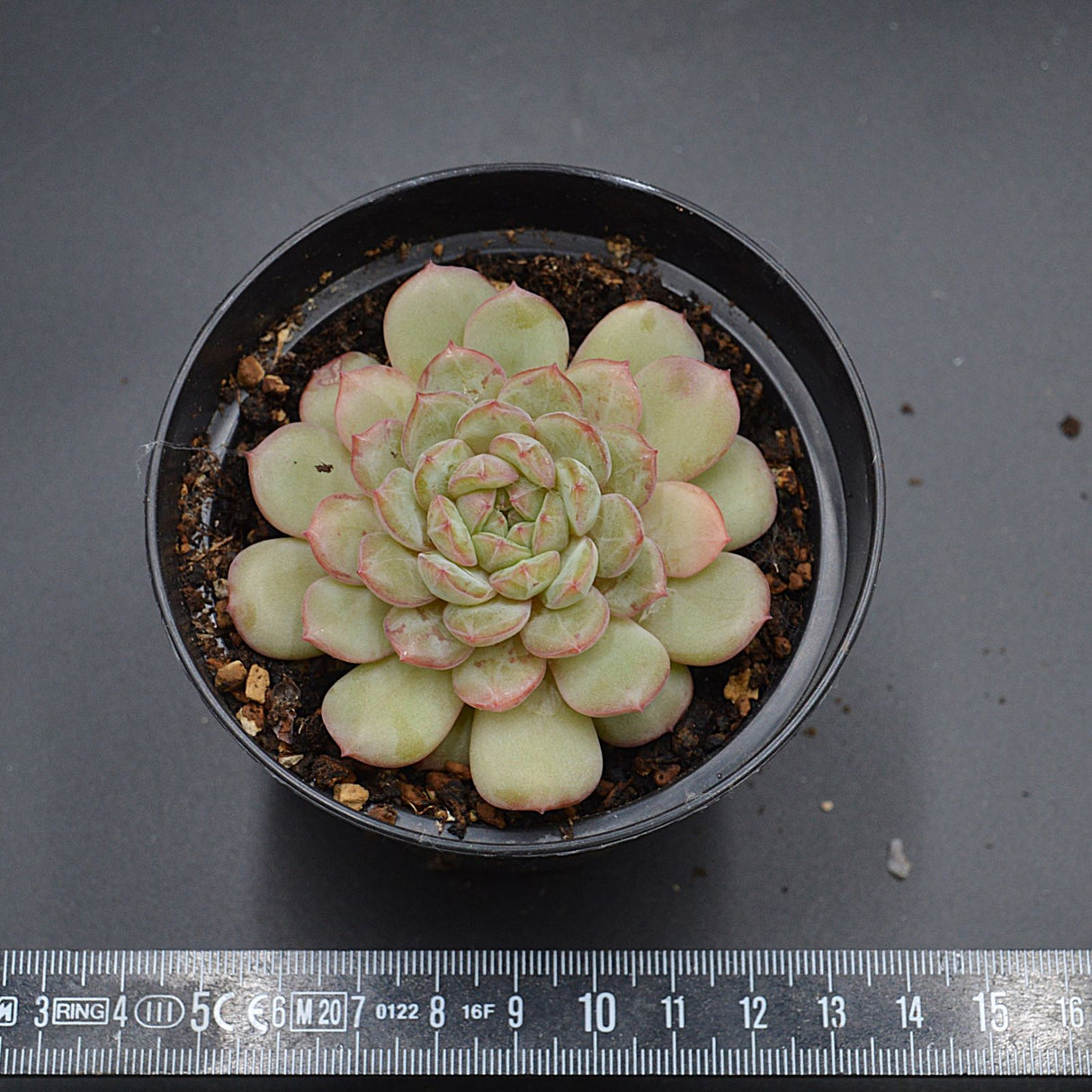 Echeveria Macadamia