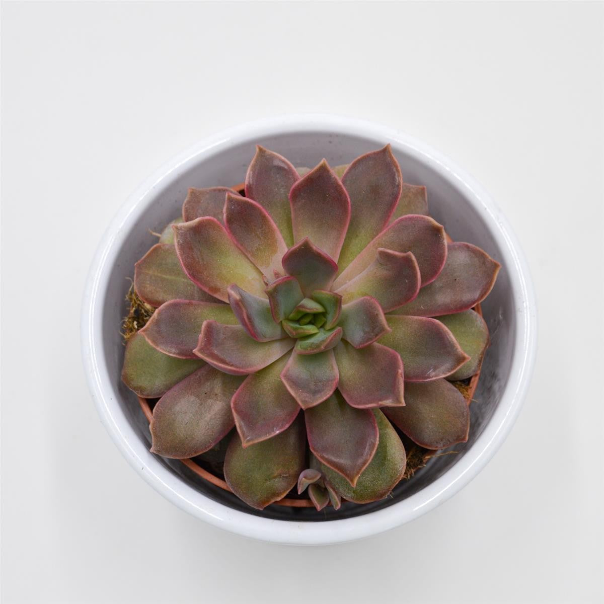 Echeveria Mina - 8,5cm