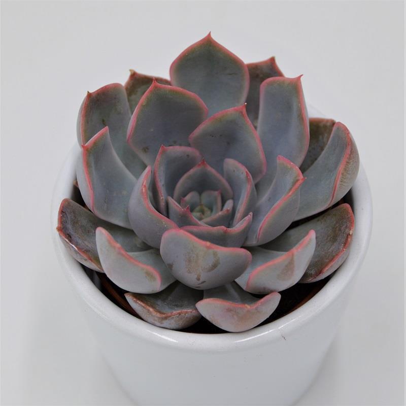 Echeveria Orion - 6cm