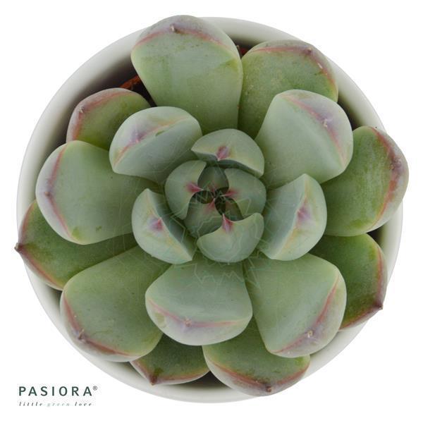 Enchanté Echeveria, 5 Stück