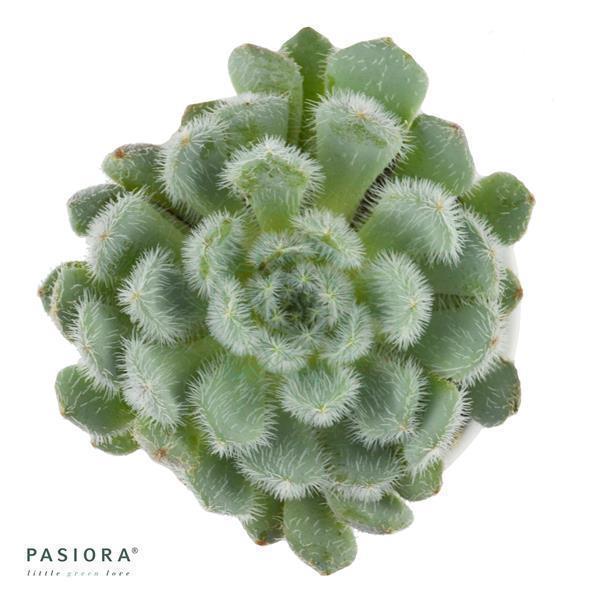 Echeveria setosa var. deminuta - 5,5cm