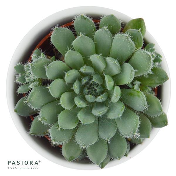 Echeveria setosa var. minor - 5,5cm