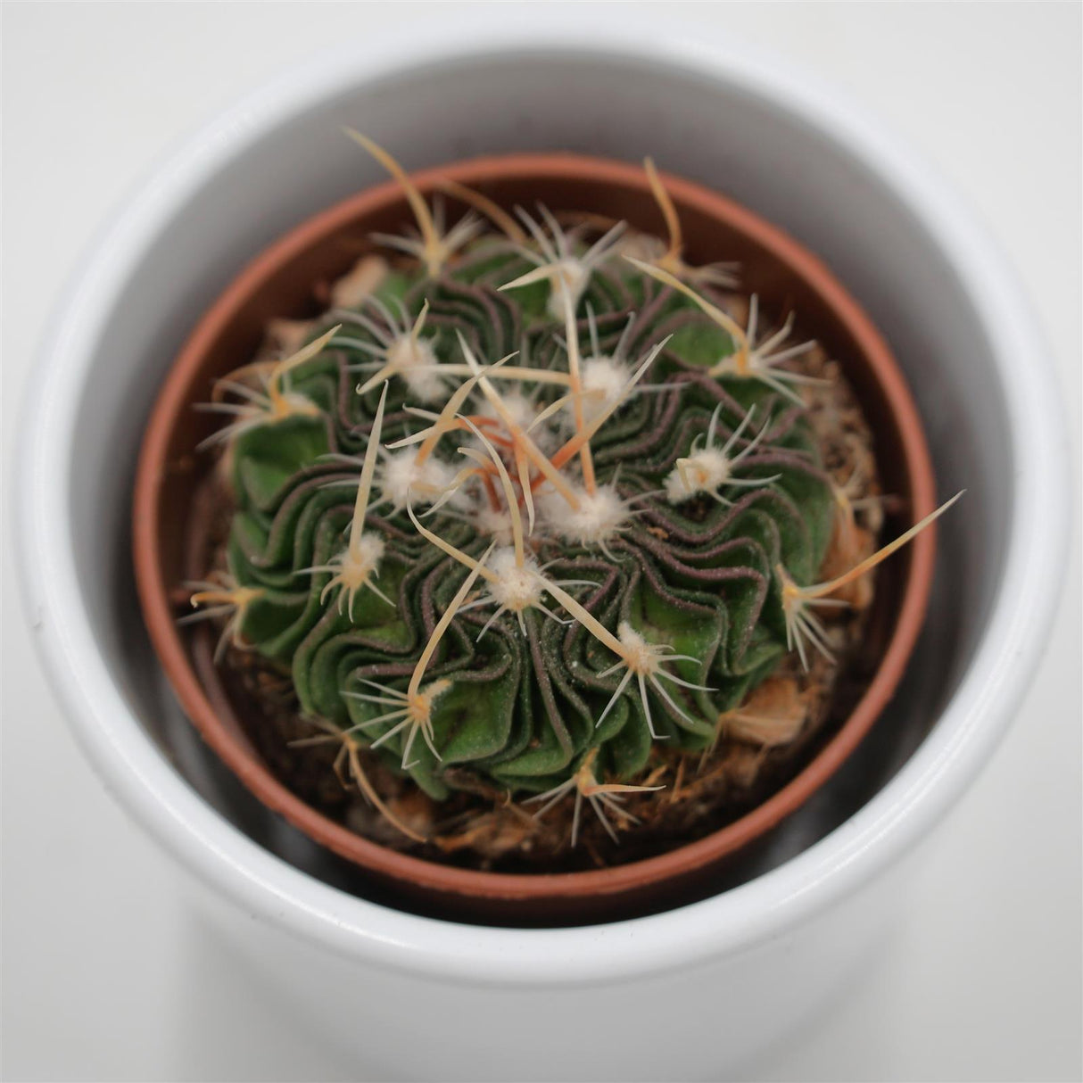 Echinofossulocactus multicostatus Rubra - 5,5cm