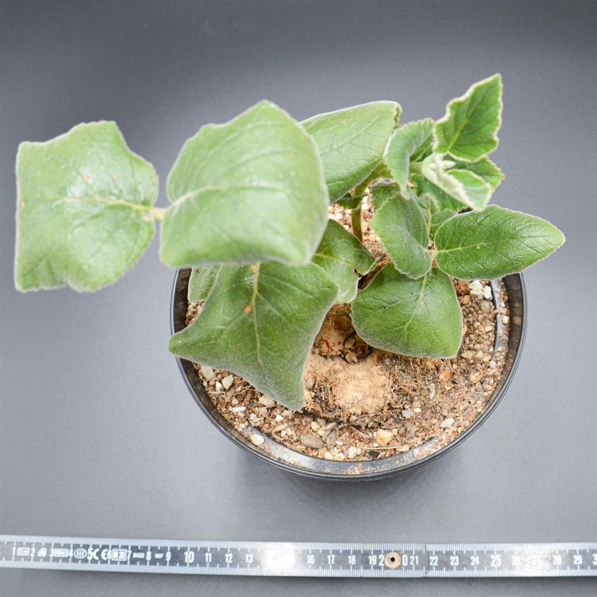 Sinningia macrostachya