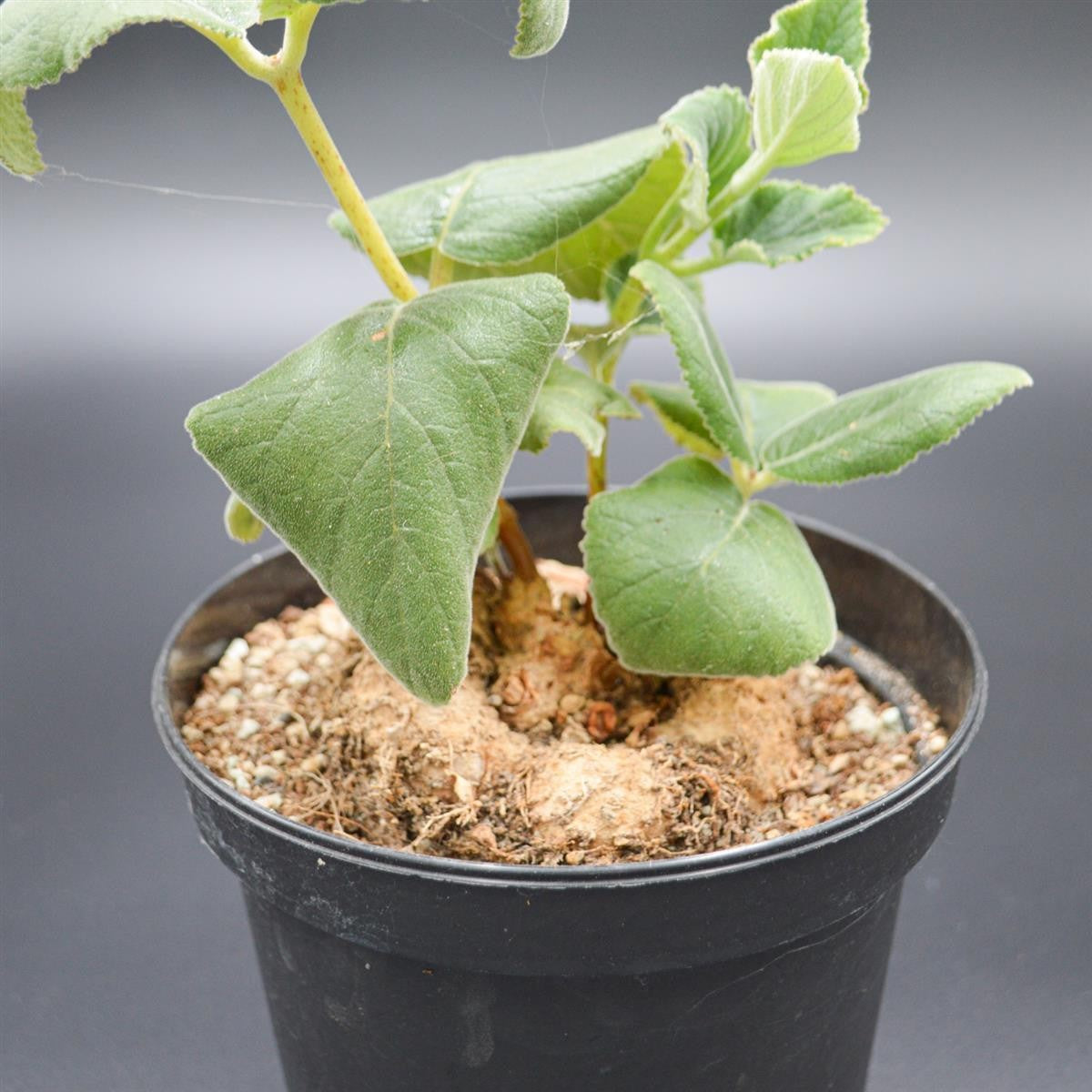 Sinningia macrostachya