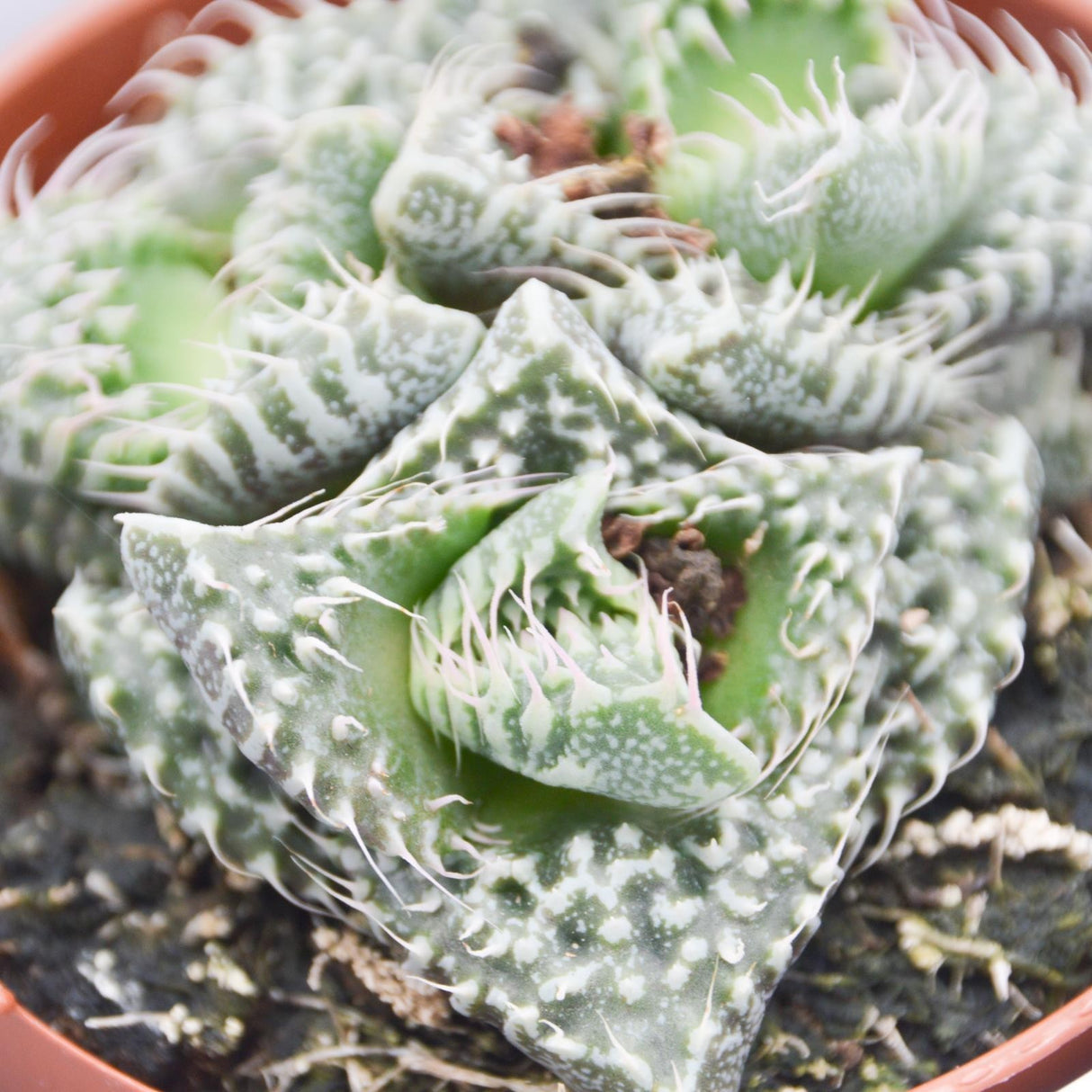 Faucaria Monster - 8,5cm