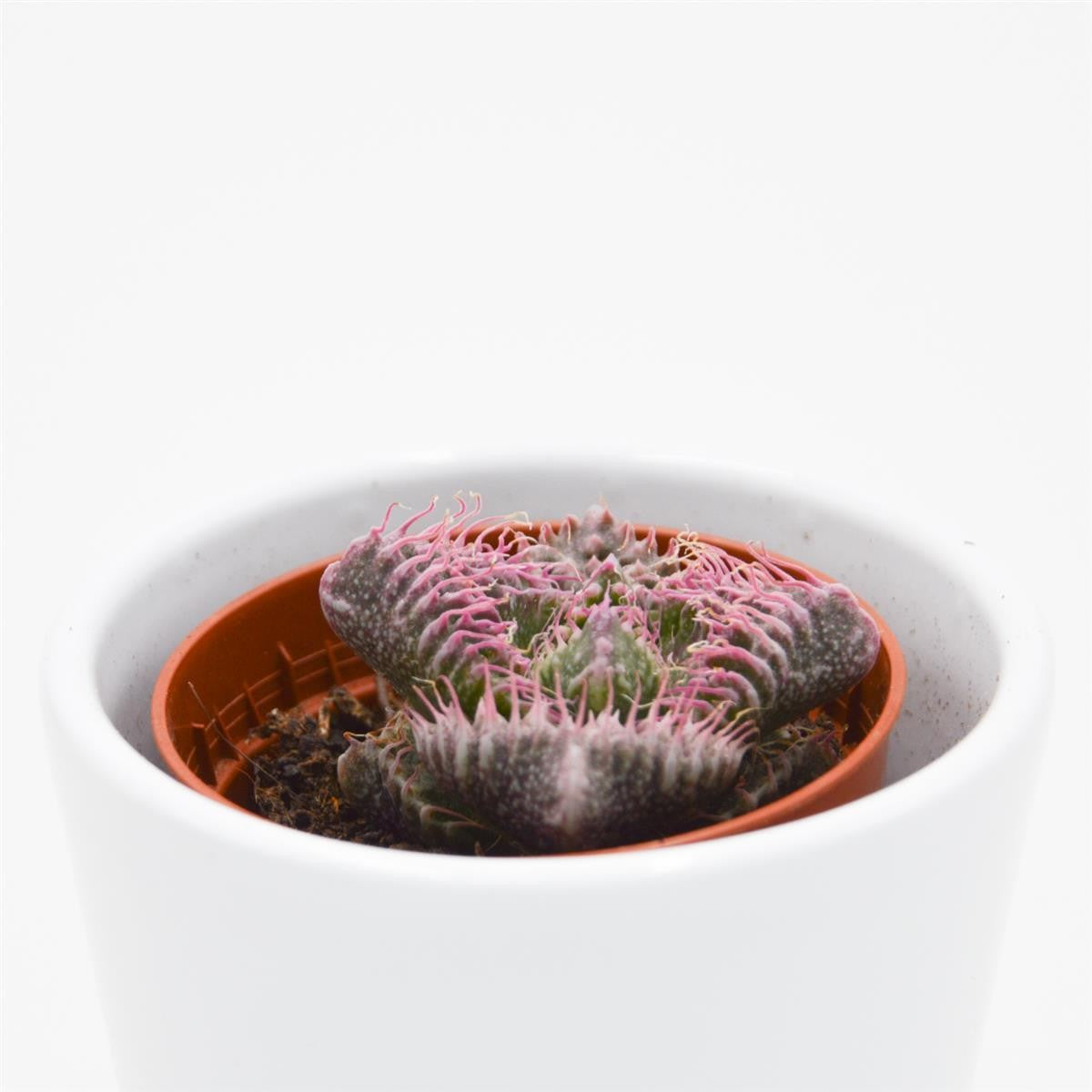 Faucaria Monster - 5,5cm