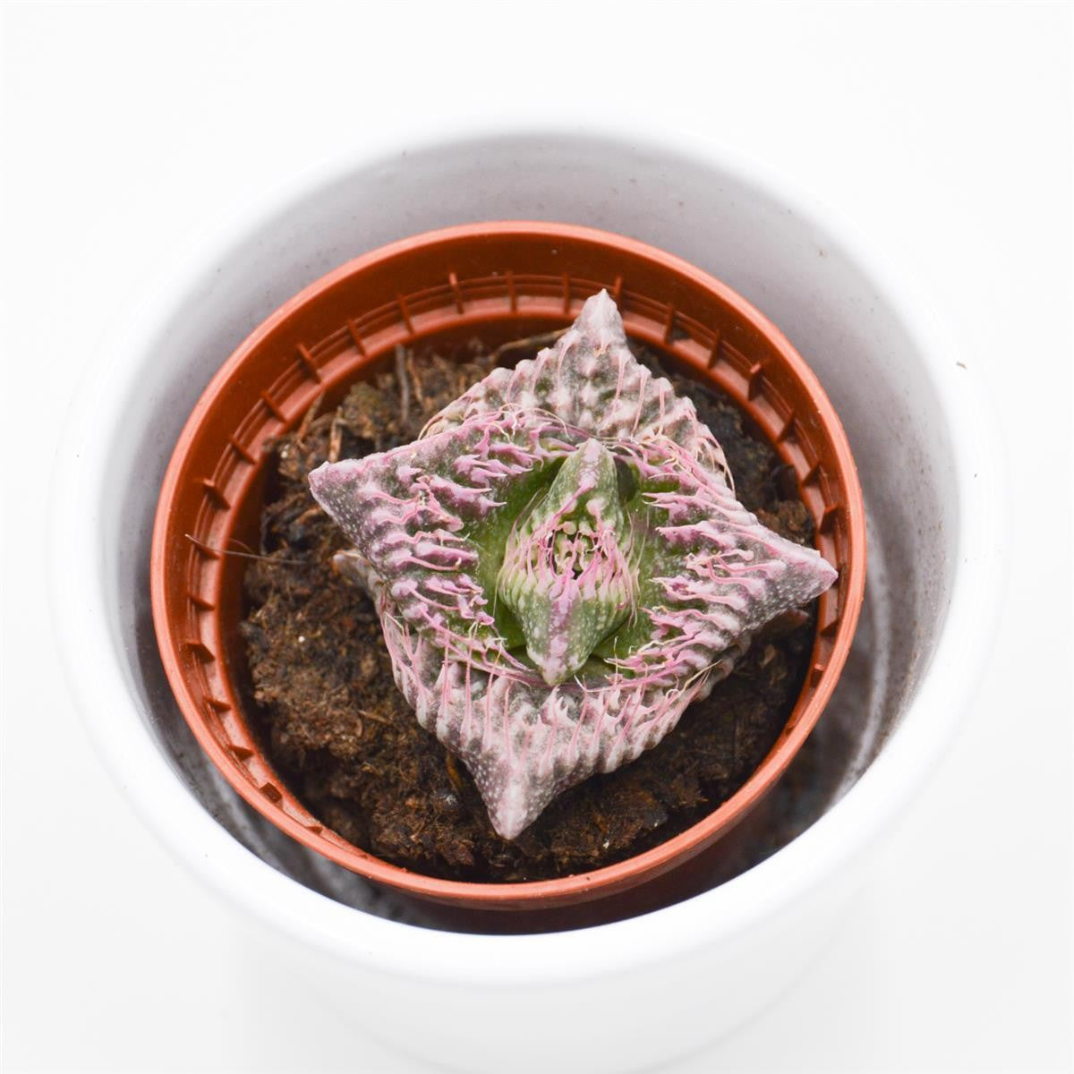 Faucaria Monster - 5,5cm